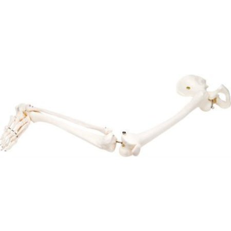 FABRICATION ENTERPRISES 3B® Anatomical Model - Loose Bones, Leg Skeleton with Hip, Right 12-4587R